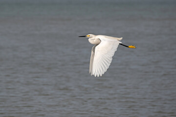 Fototapeta na wymiar Snowy Egret in flight over ocean, with wings in down stroke.