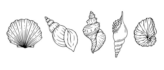 Seashells sketch set. Vector graphics.	