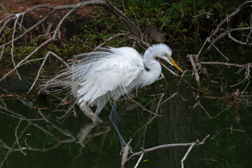 Great Egret in mating season plumage with ruffled feathers.