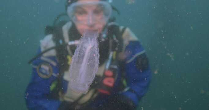 Dead salp with amphipods floating by diver in soupy seas.
