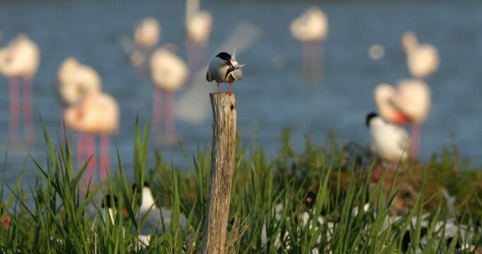 Common tern perched, (Sterna hirundo) The Camargue, France