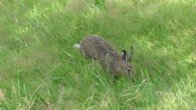 European hare is jumping in the field in green grass, sniffs and looks for food on sunny summer day. Lepus europaeus, brown hare in green grass and jumps in its natural environment.