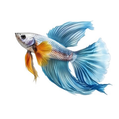 Fototapeta premium yellow blue betta fish isolated on transparent background cutout , generative ai
