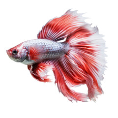 Obraz na płótnie Canvas silver red betta fish isolated on transparent background cutout , generative ai