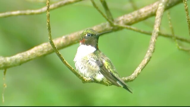 Male hummingbird with beautiful green and red colors perched on a branch