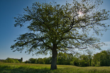 Frühling im Grand Ried bei Erstein im Elsass