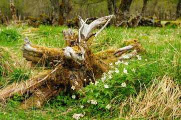 old moss-grown tree root in the spring among whitewash