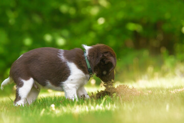 Cute stabyhoun puppy on a green lawn near a forest in the spring