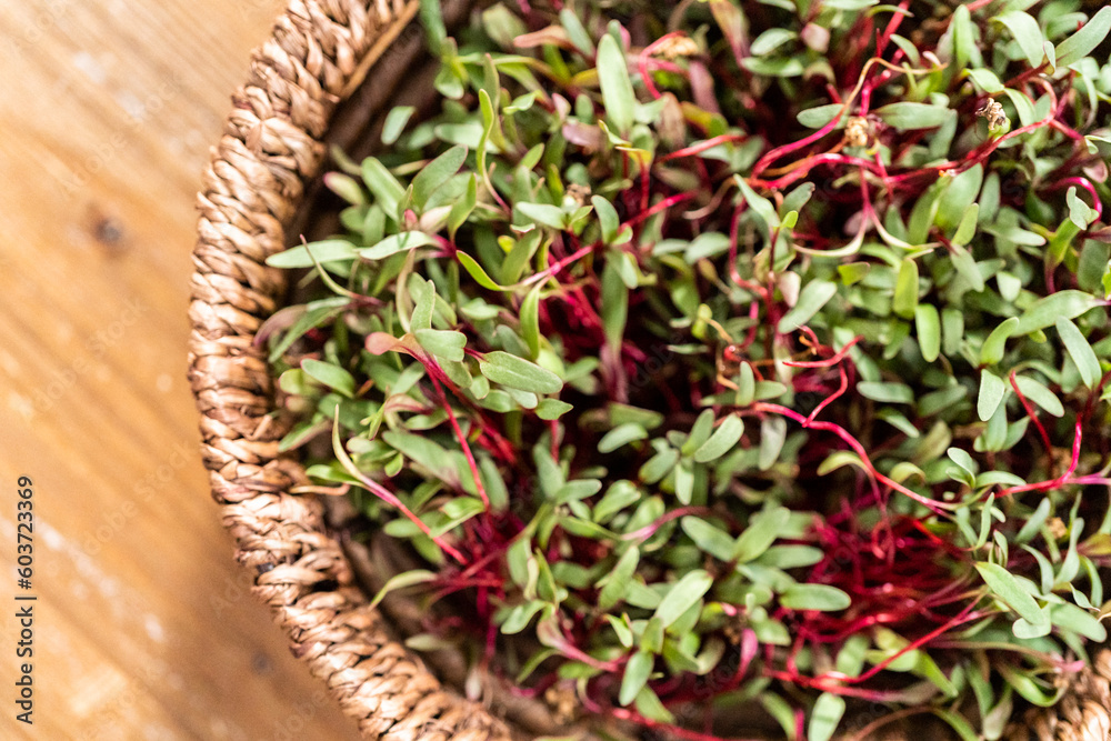 Poster Radish microgreens