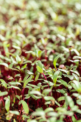 Radish microgreens