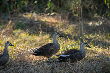陸に上がった公園のカモ