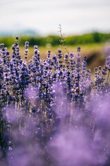 Close up of lavender flowers under the afternoon golden light near Chatillon en Diois, in the south of France (Drome)