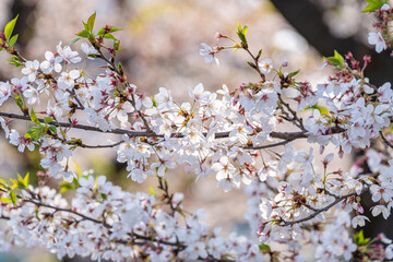 きれいな桜