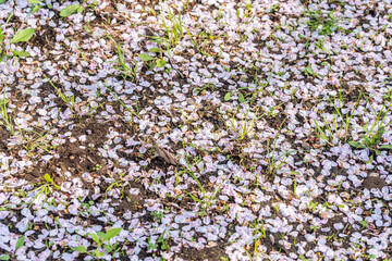 風情のある桜の花びら　石畳