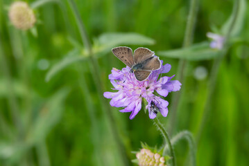 Male Sooty Copper (Lycaena tityrus) butterfly sitting on a small scabious in Zurich, Switzerland