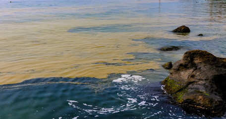 (Nodularia spumigena), ecological disaster, a toxic blue-green algae bloom in the Black Sea
