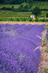 Fototapeta premium Lavender field with old winemaker cabin and mountains near Chatillon en Diois, in the south of France (Drome)