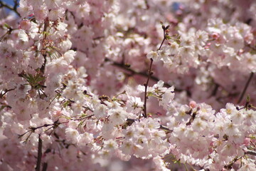 Fototapeta premium cherry blossom