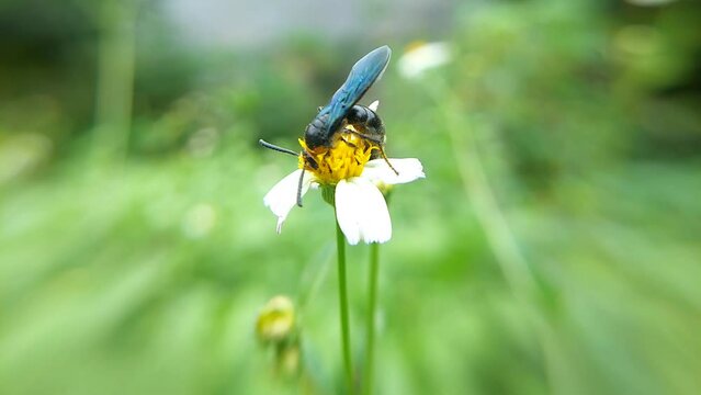 A wasp is any insect of the narrow-waisted suborder Apocrita of the order Hymenoptera