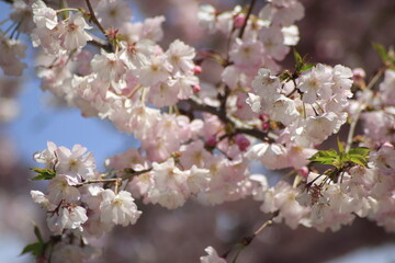 cherry tree blossom