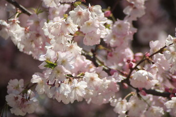 tree blossom