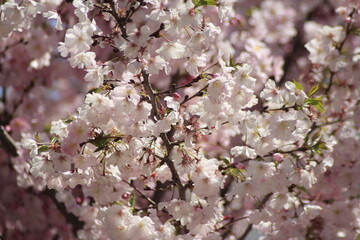 tree blossom