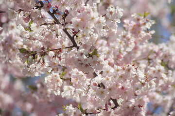 tree blossom