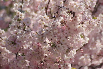 cherry blossom