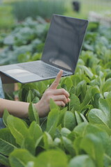 Asian woman farmer using digital tablet in vegetable garden at greenhouse, Business agriculture technology concept, quality smart farmer.