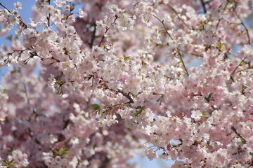 tree blossom
