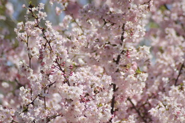 cherry blossom