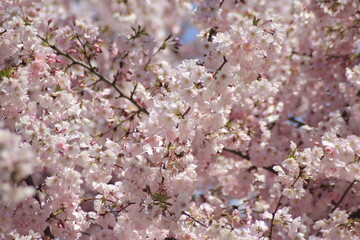 pink cherry blossom