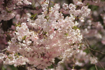 cherry blossoms