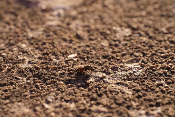 A fly sits on a brown background