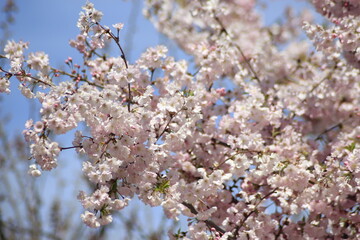 cherry blossom in spring