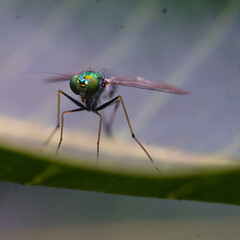 Mosca patas largas ojos verdes