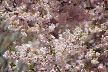 tree blossom