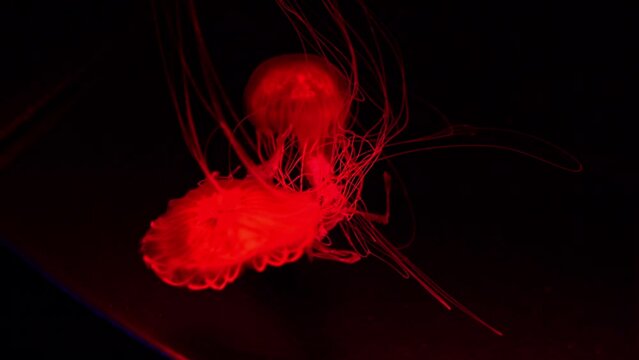 Fluorescent Jellyfish Swim Underwater Aquarium Pool With Blue Neon Light