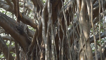 interwoven trunks of banyan trees in the park