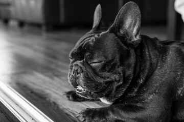 Cute french sleepy bulldog with eyes closed lying on the floor