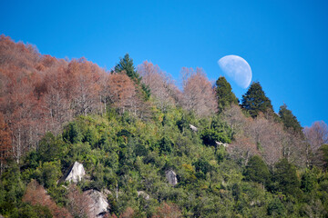View of the waning moon through an autumnal forest in Chile, La Araucania region. Near a place...