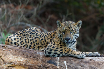 Fototapeta na wymiar Jaguar (Panthera onca) resting in the Northern Pantanal in Mata Grosso in Brazil