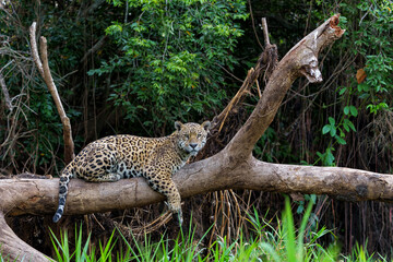 Jaguar (Panthera onca) resting in the Northern Pantanal in Mata Grosso in Brazil