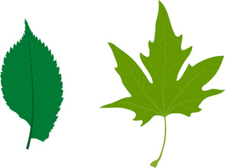 Simple leaves examples. Simple leaf with pinnate venation (Ulmus laevis). Simple leaf with palmate venation (Platanus orientalis).
