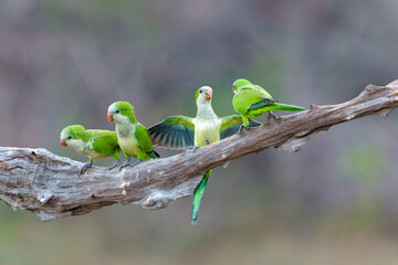 Monk Parakeet (Myiopsitta monachus), also known as the Quaker parrot, just coming out of their nest...