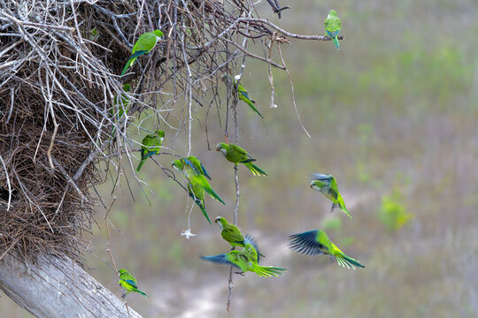 Monk Parakeet (Myiopsitta monachus), also known as the Quaker parrot, just coming out of their nest in the early morning in the Pantanal North, Mato Grosso in Brazil