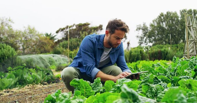 Man, farmer and tablet in agriculture for natural growth, sustainability or monitoring plants and crops. Serious male working with technology for farming, production or economy resources on the farm