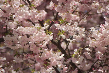 cherry blossom