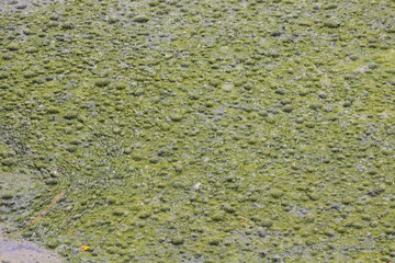Green slime covering a lake
