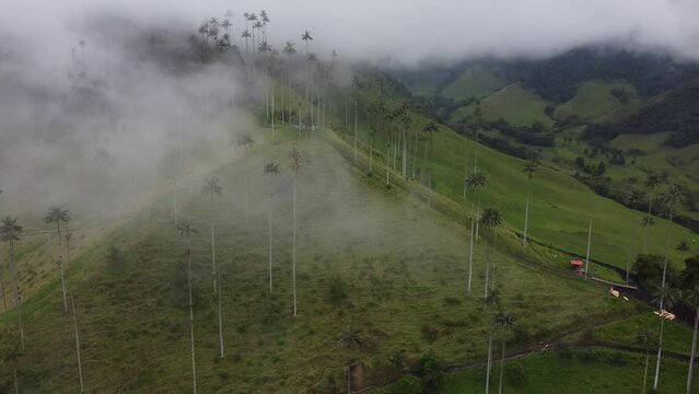 Valle Del Cocora, Colombia